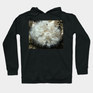 Plumose Anemone (Metridium farcimen) Hoodie